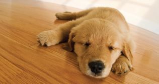 radiant-floor-warming-doggy.jpg